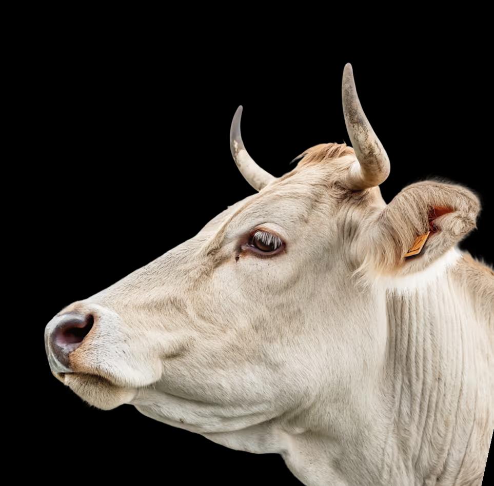 cow