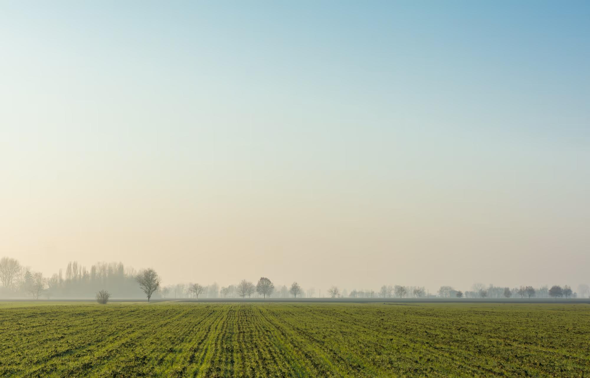 green-field-with-tree