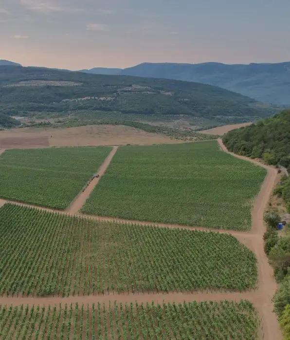 field